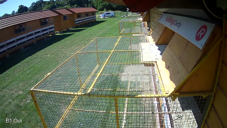 Pigeon Arrival Image For Race Race 2