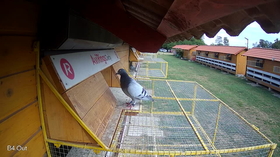Pigeon Arrival Image For Race Race 4
