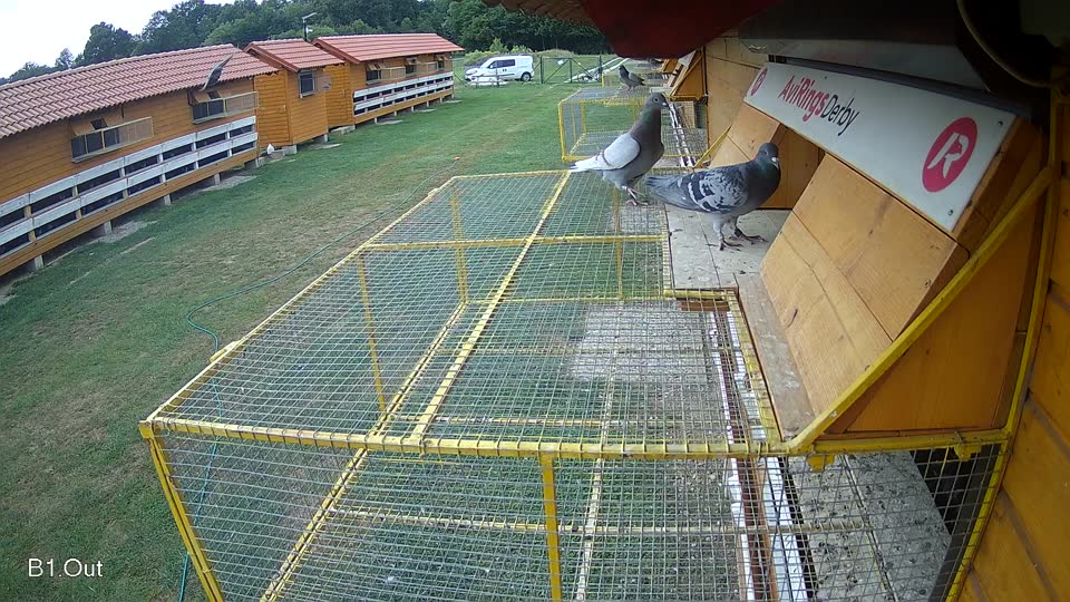 Pigeon Arrival Image For Race Race 3