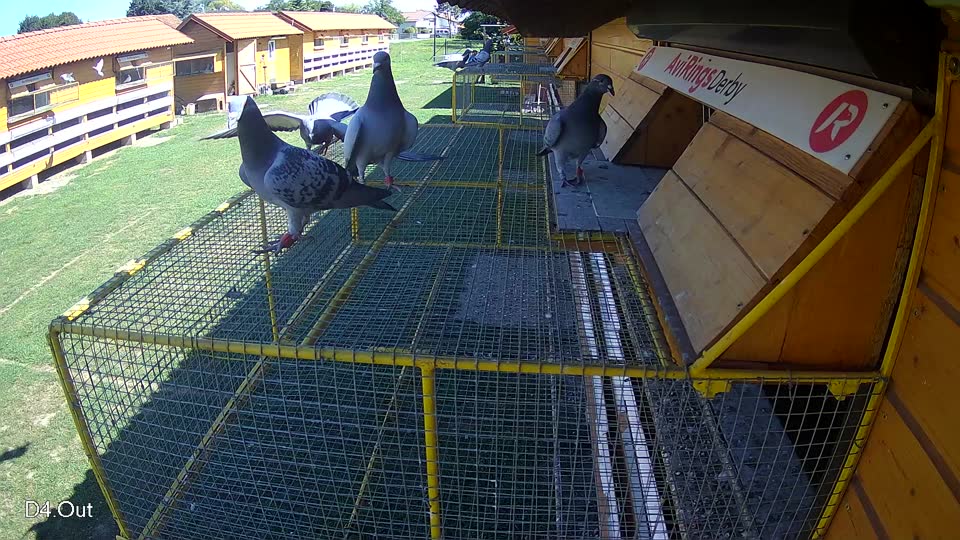 Pigeon Arrival Image For Race Race 2
