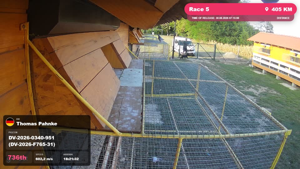 Pigeon Arrival Image For Race Race 5