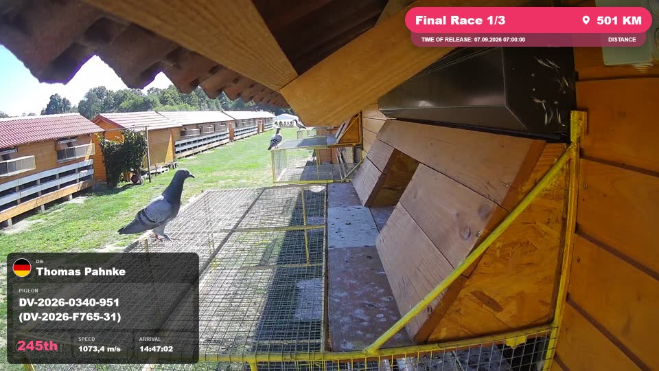 Pigeon Arrival Image For Race Final Race 1/3