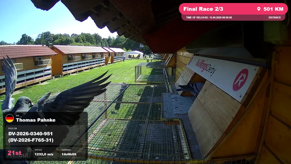 Pigeon Arrival Image For Race Final Race 2/3