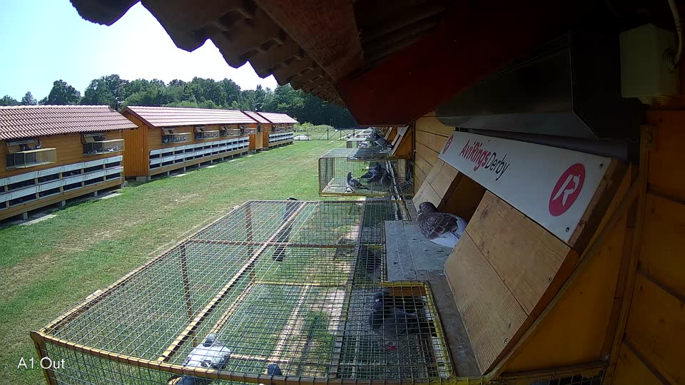 Pigeon Arrival Image For Race Race 3