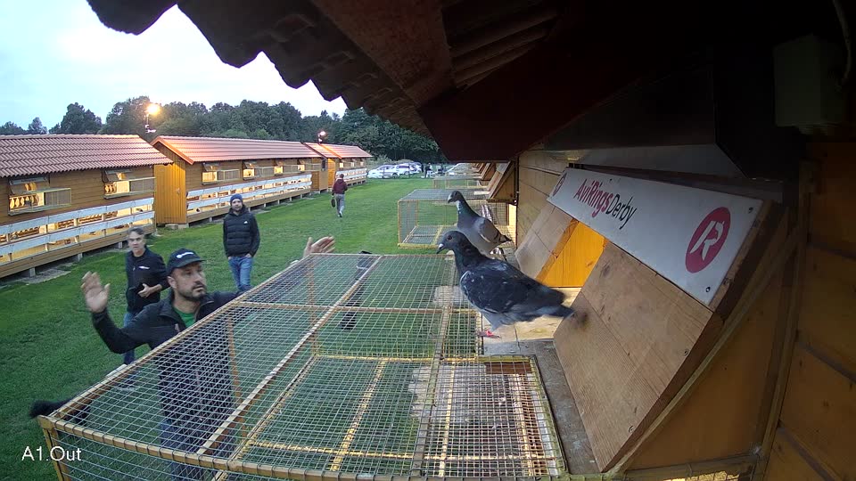 Pigeon Arrival Image For Race Final race 2