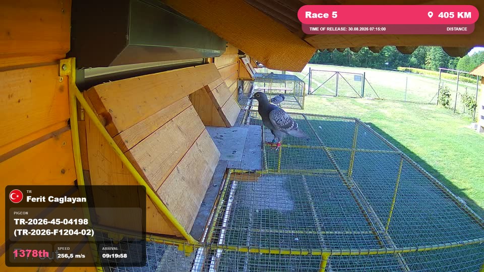 Pigeon Arrival Image For Race Race 5