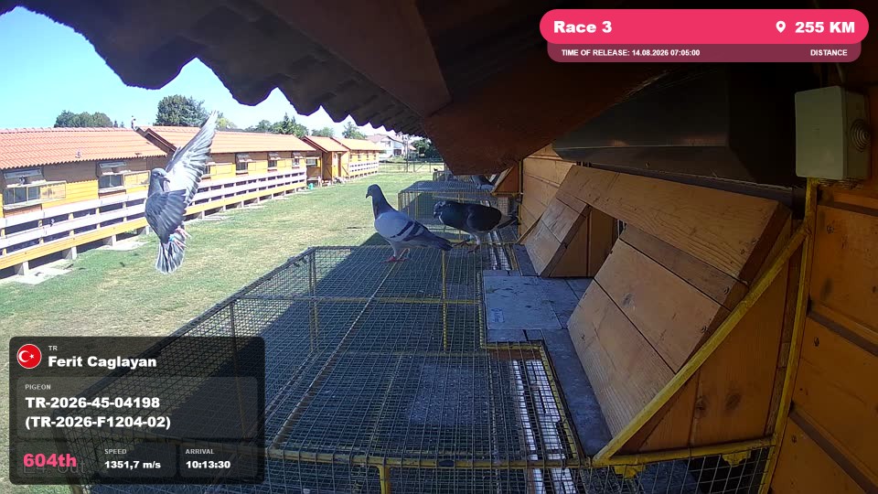 Pigeon Arrival Image For Race Race 3