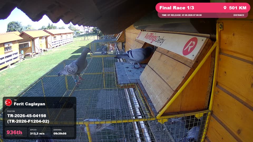 Pigeon Arrival Image For Race Final Race 1/3