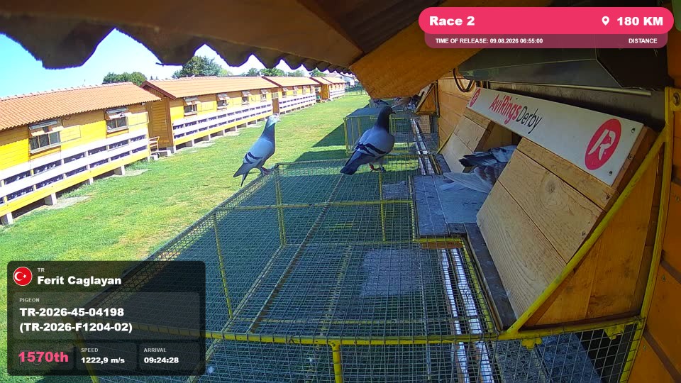 Pigeon Arrival Image For Race Race 2