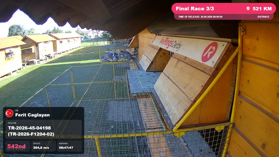 Pigeon Arrival Image For Race Final Race 3/3