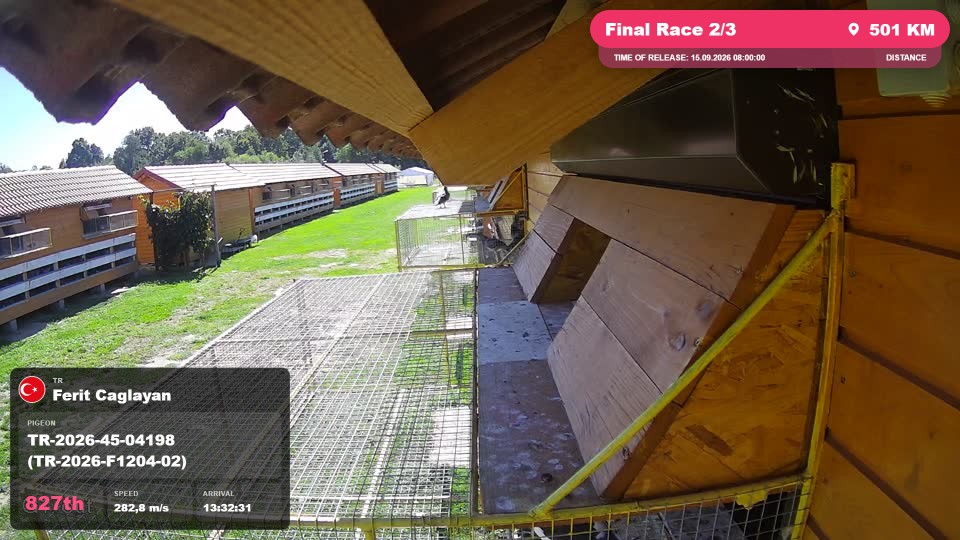 Pigeon Arrival Image For Race Final Race 2/3