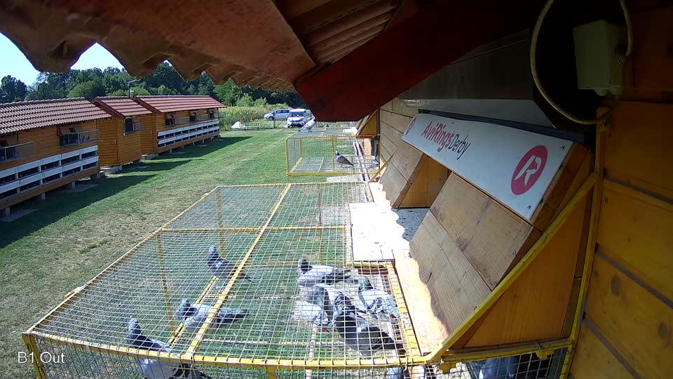 Pigeon Arrival Image For Race Race 1