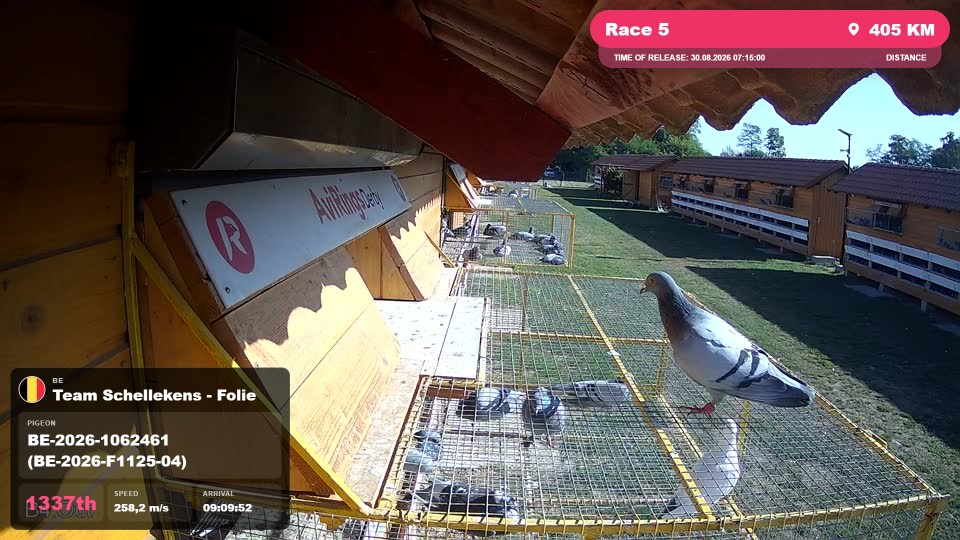 Pigeon Arrival Image For Race Race 5