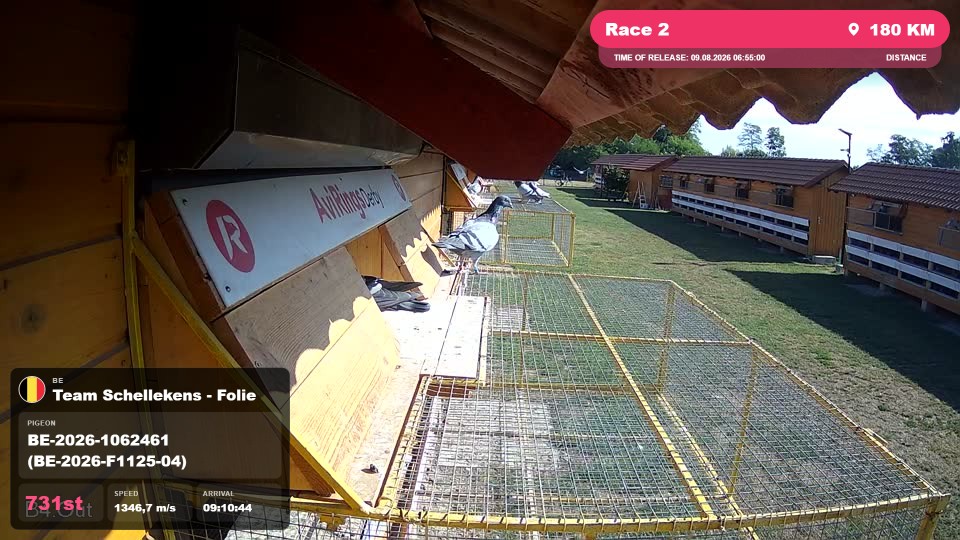 Pigeon Arrival Image For Race Race 2