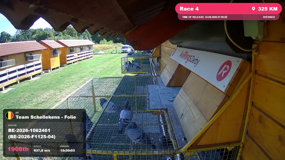 Pigeon Arrival Image For Race Race 4