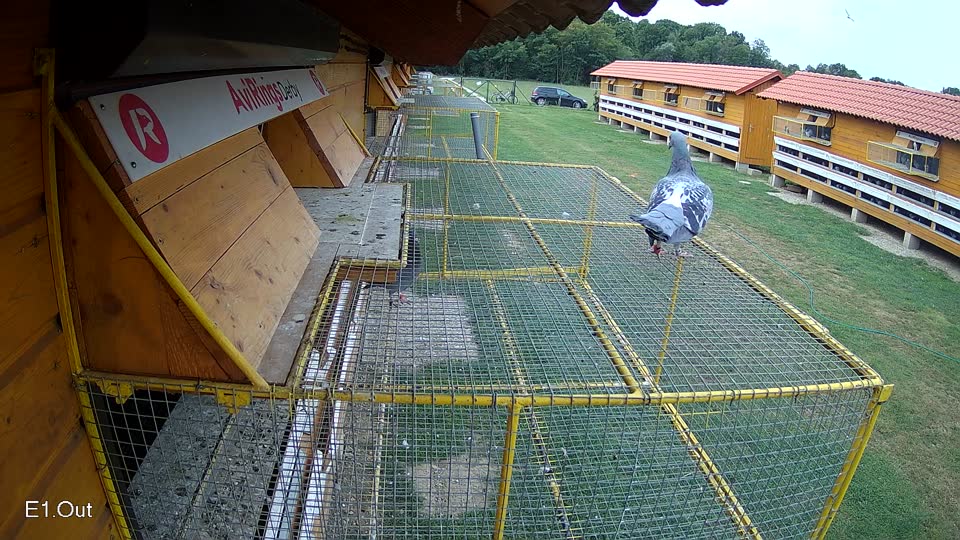 Pigeon Arrival Image For Race Race 3
