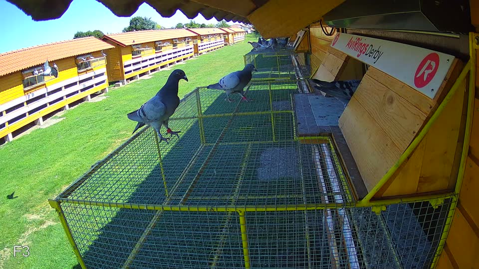 Pigeon Arrival Image For Race Race 2