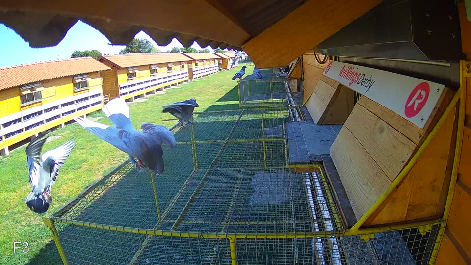 Pigeon Arrival Image For Race Race 2
