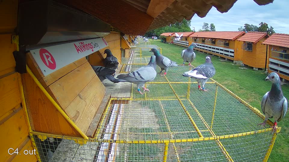 Pigeon Arrival Image For Race Race 4