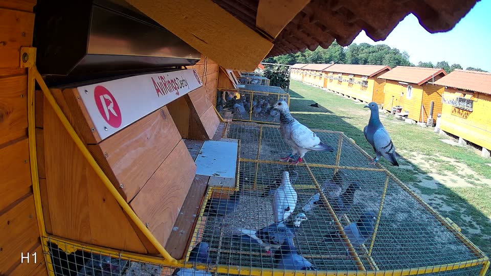Pigeon Arrival Image For Race Race 1