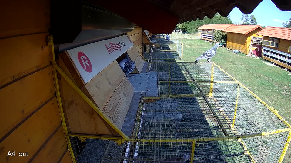Pigeon Arrival Image For Race Race 5