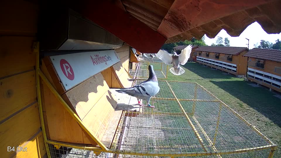Pigeon Arrival Image For Race Race 1