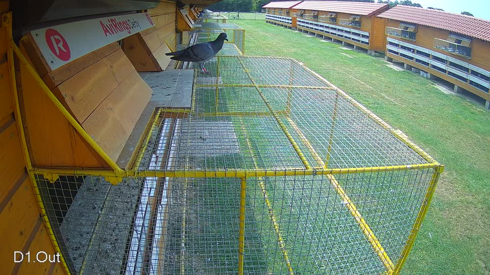 Pigeon Arrival Image For Race Race 3