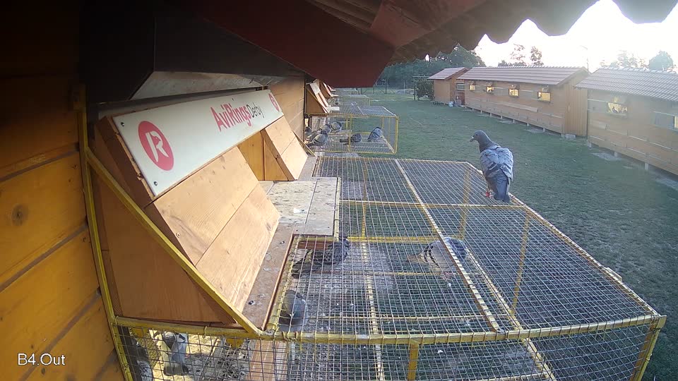 Pigeon Arrival Image For Race Race 5