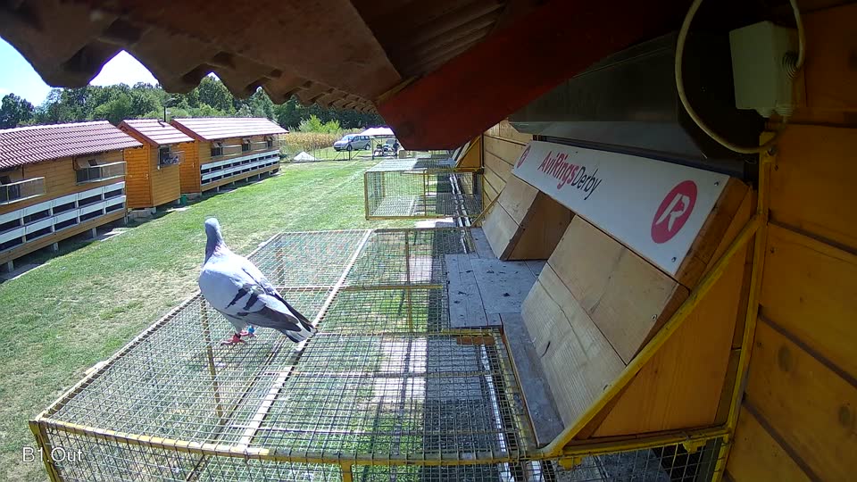 Pigeon Arrival Image For Race Race 5