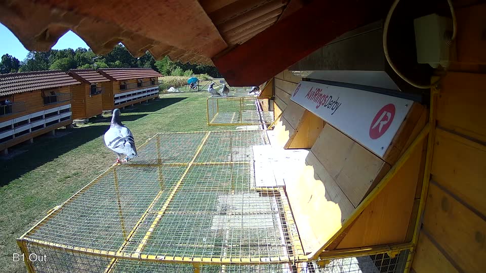 Pigeon Arrival Image For Race Race 3