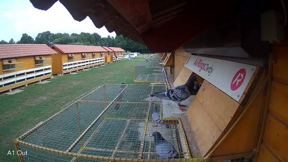 Pigeon Arrival Image For Race Race 4