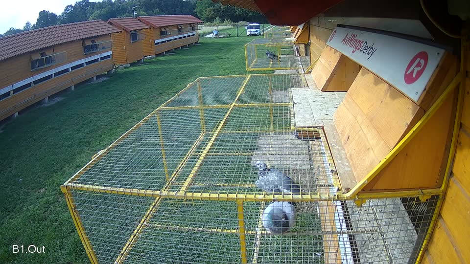 Pigeon Arrival Image For Race Final race 1