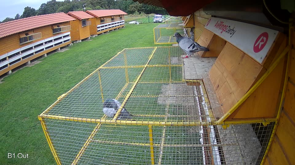 Pigeon Arrival Image For Race Final race 2