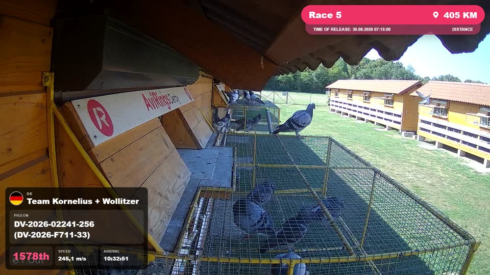 Pigeon Arrival Image For Race Race 5