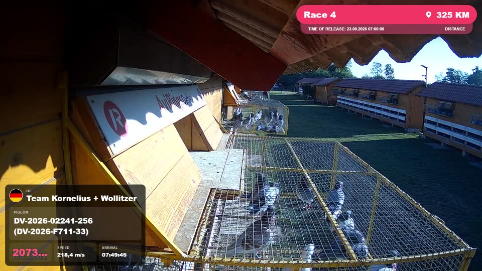 Pigeon Arrival Image For Race Race 4