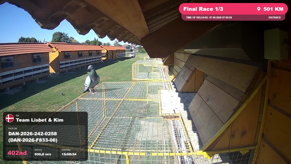 Pigeon Arrival Image For Race Final Race 1/3
