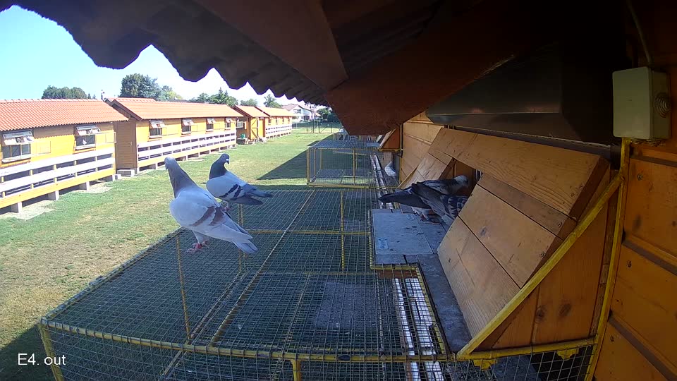 Pigeon Arrival Image For Race Race 2