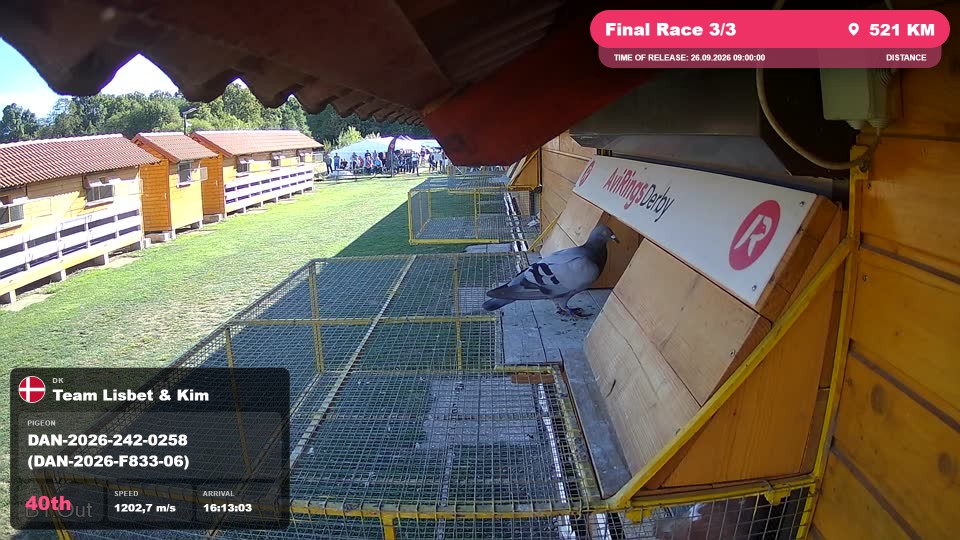Pigeon Arrival Image For Race Final Race 3/3