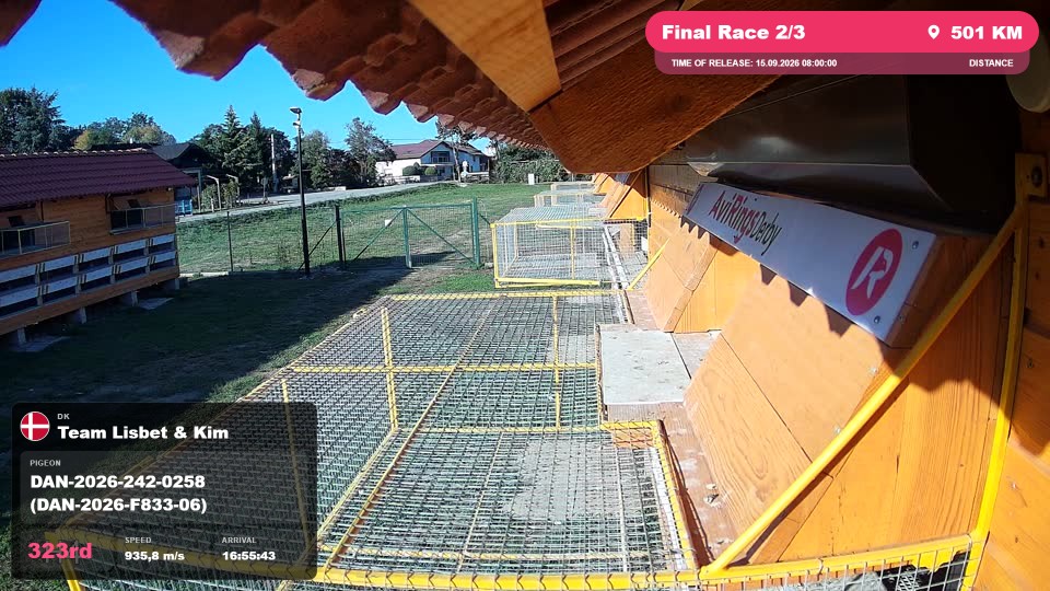 Pigeon Arrival Image For Race Final Race 2/3