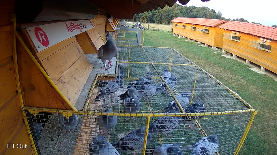 Pigeon Arrival Image For Race Race 4