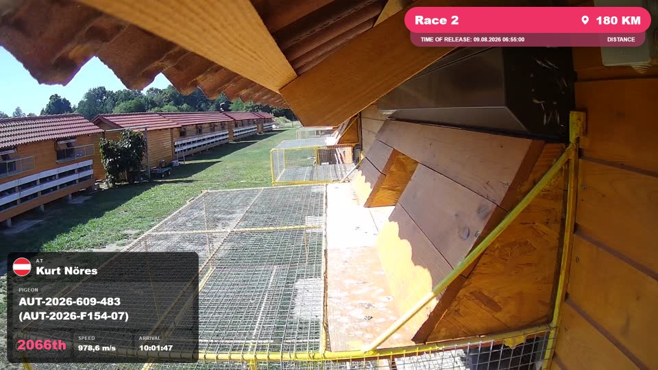 Pigeon Arrival Image For Race Race 2