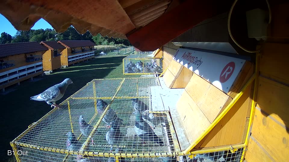 Pigeon Arrival Image For Race Race 3