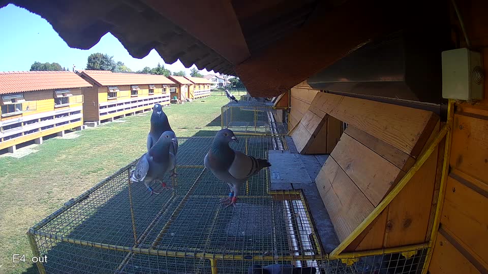 Pigeon Arrival Image For Race Race 2