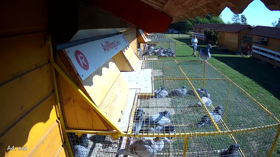 Pigeon Arrival Image For Race Race 4