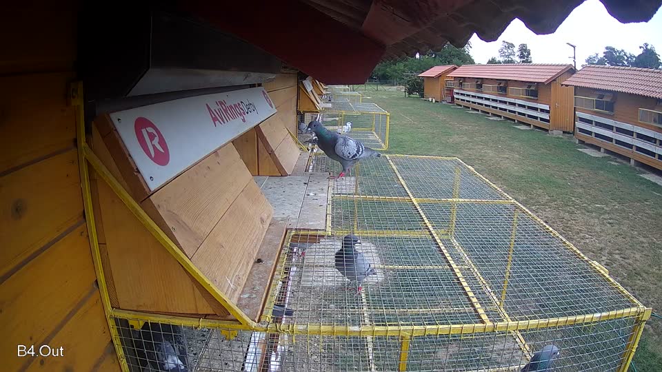 Pigeon Arrival Image For Race Race 4