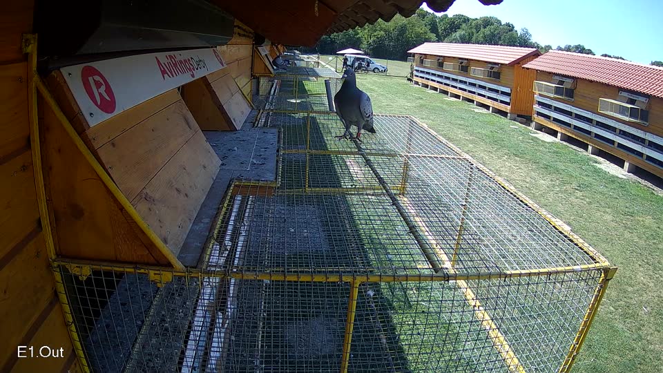Pigeon Arrival Image For Race Race 5