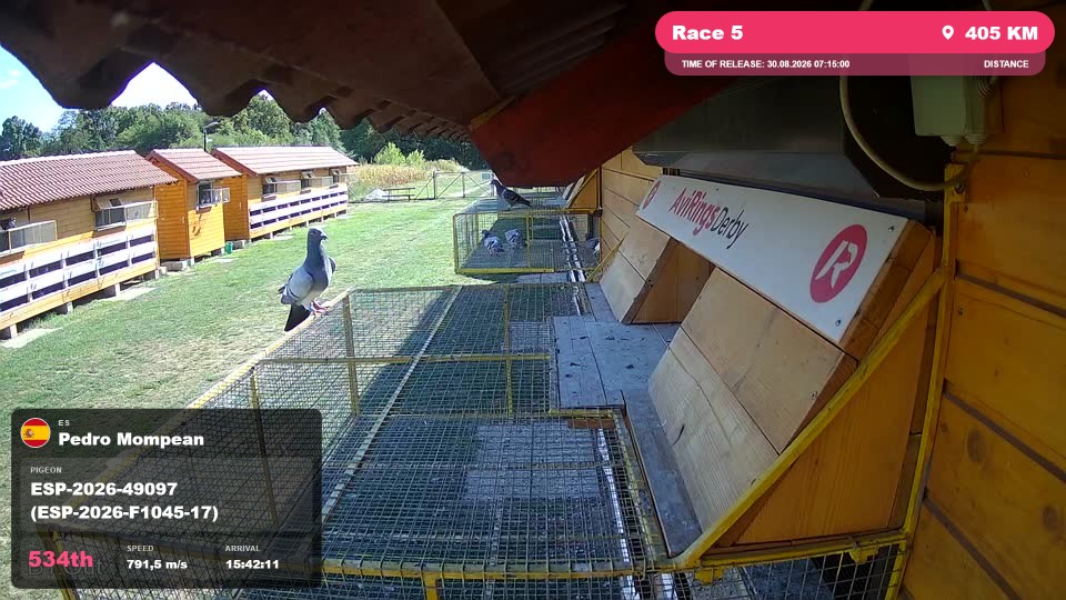 Pigeon Arrival Image For Race Race 5