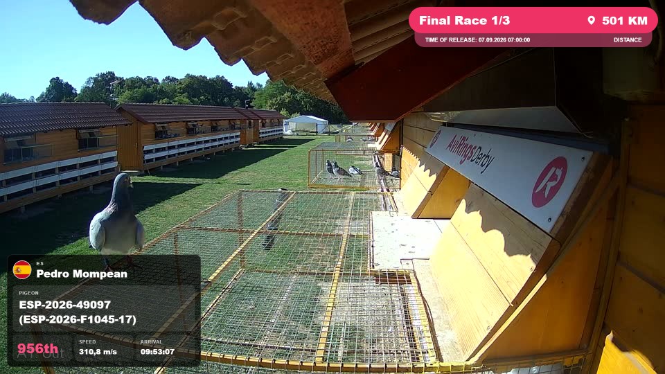 Pigeon Arrival Image For Race Final Race 1/3
