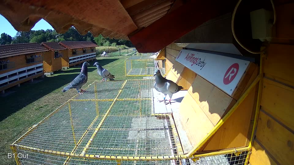Pigeon Arrival Image For Race Race 2