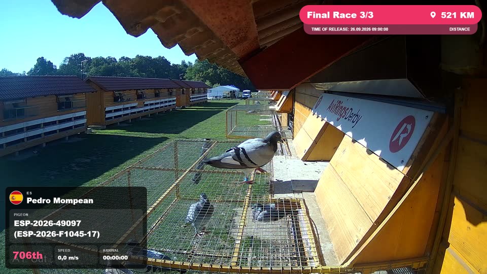 Pigeon Arrival Image For Race Final Race 3/3